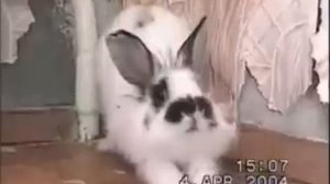 bunny scream (кролик кричит)