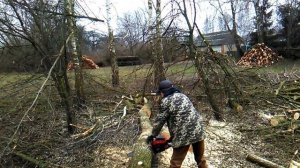 КЛЕН! БЕНЗОПИЛА VITALS ПИЛИТ ДРОВА. КИТАЙ|ЛАТВИЯ