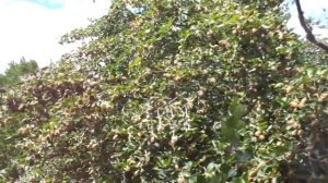 Подножный корм. Буковые орешки.