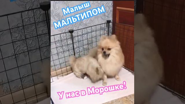 Щенок Мальтипом, метис померанского шпица (мама) и мальтийской болонки (папа). Мальчик. +7999212161