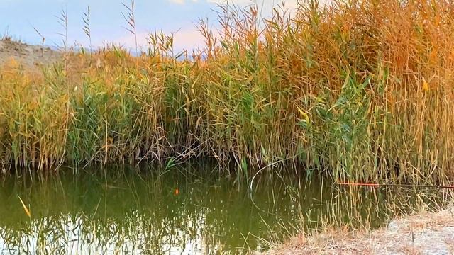 РЫБАЛКА В КАЗАХСТАНЕ, ТАРАЗ #рыбалка #fishing смотреть онлайн