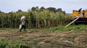 Особенности  уборки кукурузы. Труд перуанского крестьянина