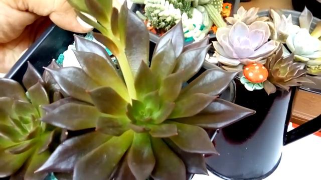 Echeveria Black Prince/ minhas experiências смотреть онлайн