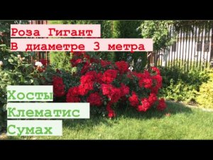 РОЗА Гигант !!! В хвойном углолке, клематис и Сумах….mp4
