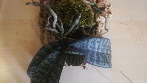 Посадка орхидеи (phalaenopsis schilleriana) на блок .