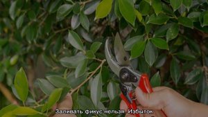 Фикус Мелани — уход в домашних условиях