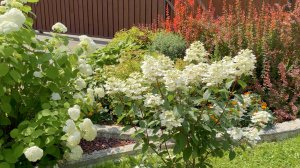 ГОРТЕНЗИИ МЕТЕЛЬЧАТЫЕ В НАЧАЛЕ АВГУСТА. Дачный креатив.