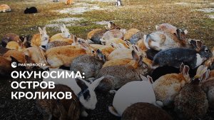 Окуносима: остров кроликов