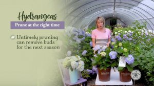 Why Didn't My Hydrangea Bloom? 5 Tips for Hydrangeas Blooms from Linda Vater