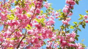 Calm Piano Music for Relaxing & Meditation & for deep sleep!