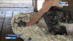 Стрижка овец