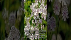 Астранция: посадка и уход