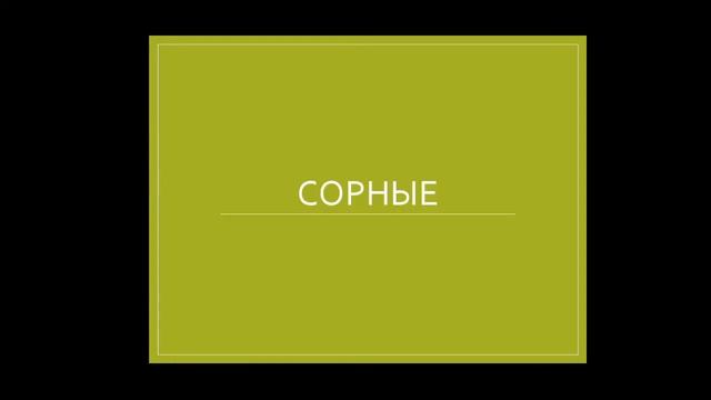 Лекция_ Семейство Злаковые Poaceae смотреть онлайн