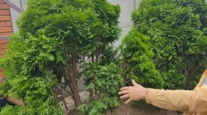 Трансформация шаровидных туй (Топиар)