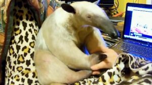 Каких животных принято считать домашними в разных странах мира