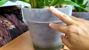 Орхидея Каменная Роза - НЕОБЫЧНОЕ цветение. Орхидеи в КЕРАМЗИТЕ - Камбрия, Брассия, Зигопеталум.