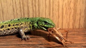 КАК СОДЕРЖАТЬ ПРЫТКИХ ЯЩЕРИЦ | ИЛИ КАК Я СОДЕРЖУ ПРЫТКИХ ЯЩЕРИЦ