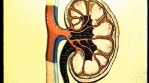 10  Выделение