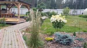 ?Вейник Карл Форестер, красив в любом саду ?