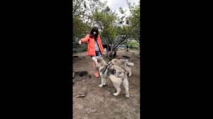 Хаски, маламуты и канадский волк // Движения, анатомия