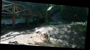 Пртгулка американского булли и американского стаффордширского терьера (1).mp4