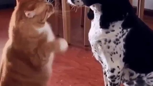 пес не почистил зубы смотреть онлайн