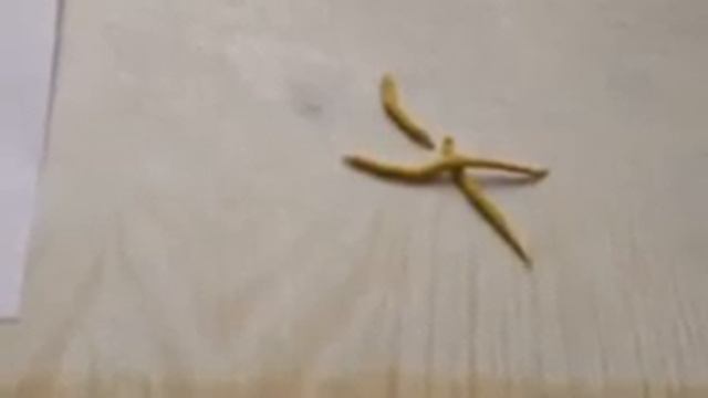 Ужасные паразиты: лямблия смотреть онлайн