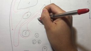 Схема хода брюшины на сагитальном сечении