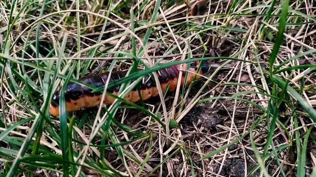 Огромная гусеница бабочки "Древоточец пахучий" смотреть онлайн