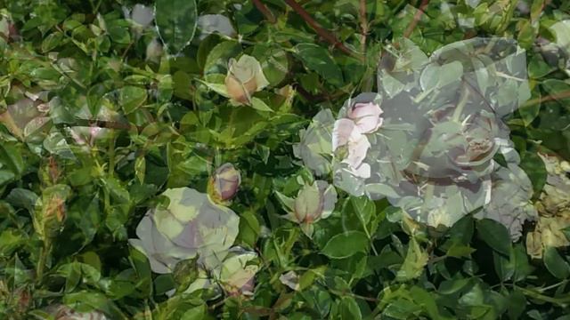 С Первым июня вас, друзья! смотреть онлайн