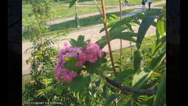 Аллейка имени Алисы Селезневой — 2015
