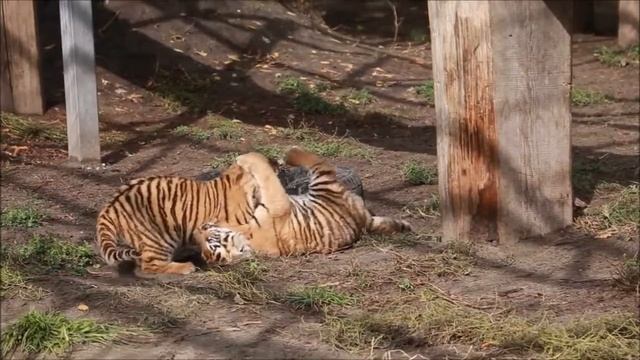 Тигрята в Лесной сказке - видео zoo_2