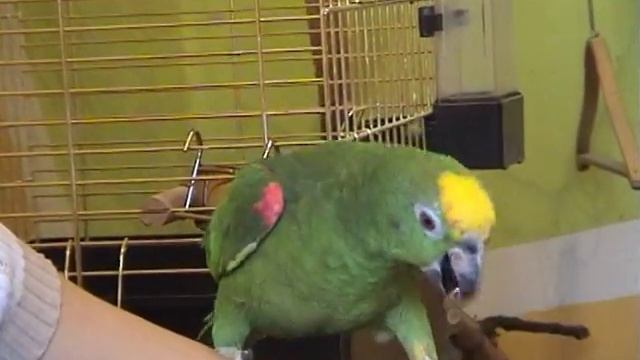 Мой любимый попугай смотреть онлайн