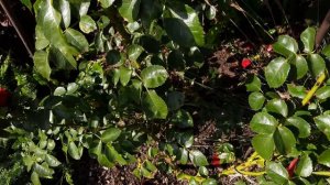 Роза Амадеус(Amadeus). Потрясающе красивое и длительное цветение! Северо-Западный регион.