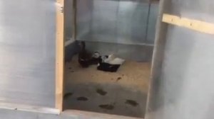 Утятник своими руками