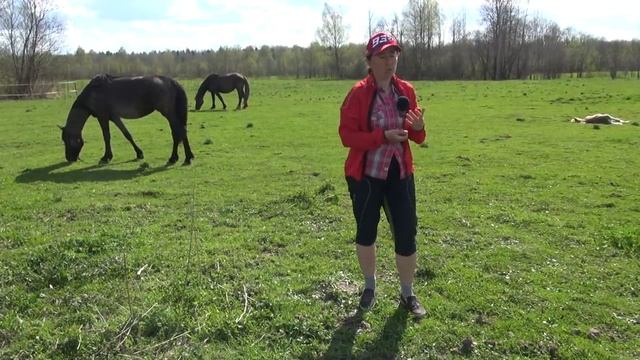 Почему лошадь нападает? смотреть онлайн