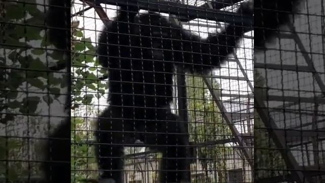 Такого танца вы ещё не видели! #shorts #тайган #шимпанзе #животные #зоопарки смотреть онлайн