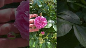 Personal review of rose “Harlow carr”from @david_austin_roses #gardenerben