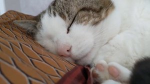 ASMR PETS : old cat gently snoring during nap