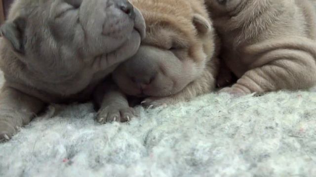 sharpei puppies 1 week old смотреть онлайн