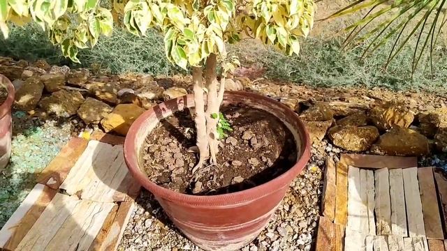 Care of Starlight Ficus, Starlight Ficus Care Tips, Ficus Safari Plant Care, KK Home Gardening смотреть онлайн