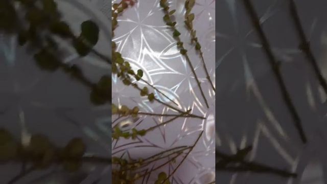 Размножение вербейника монетчатого. смотреть онлайн