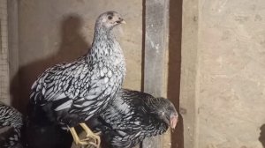 Віандот - красива та неповторна порода кур