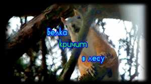 Как белка кричит в лесу