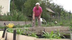 Голова садовая - Как пересадить рассаду гвоздики Шабо