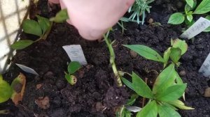 майское черенкование роз
