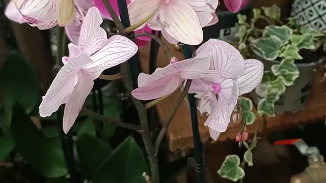 #Орхидеи на каскадах и просто шикарные!?✌️ смотреть онлайн