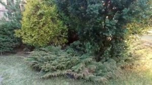 Композиции из хвойных