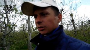 ЭФФЕКТИВНАЯ БОРЬБА С КЛЕЩАМИ НА ЯБЛОНЕ. ВРЕДИТЕЛИ ПЛОДОВЫХ.