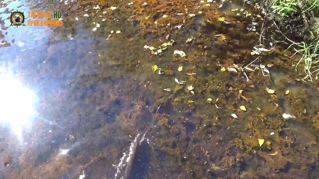 Столько щуки я еще не ловил/24 штуки за день!/На избе/Часть 2 смотреть онлайн